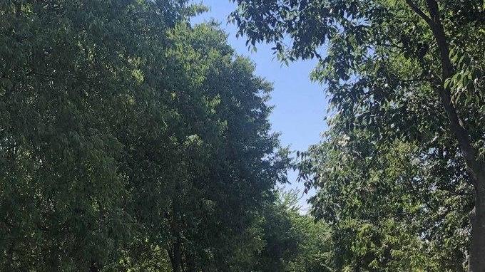 A rischio il bosco urbano di via Inghilterra