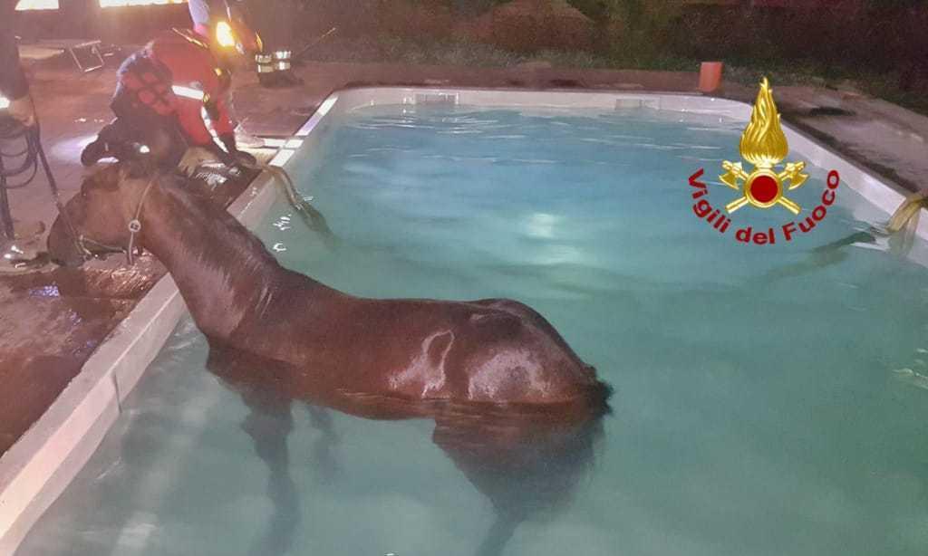 Un tuffo pericoloso per un cavallo