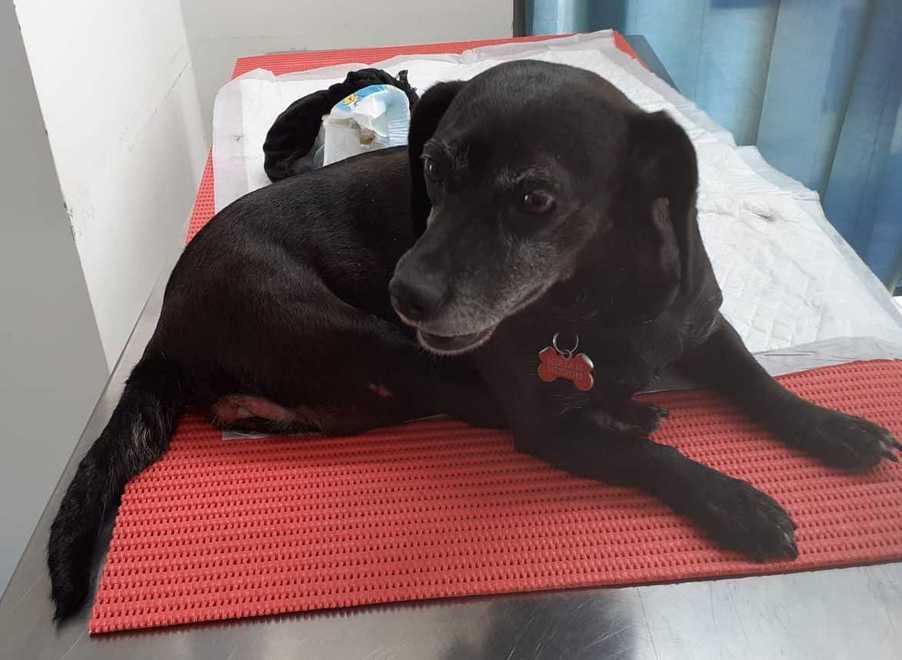 Penny, la cagnolina di otto anni che deve essere operata