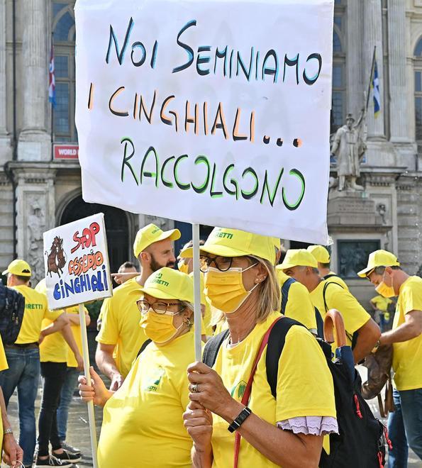 Coldiretti: cinghiali da abbattere In Toscana aumentati del 15% 