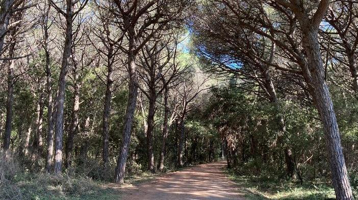 Hanno provato anche a Cecina con una festa al Tombolo sud