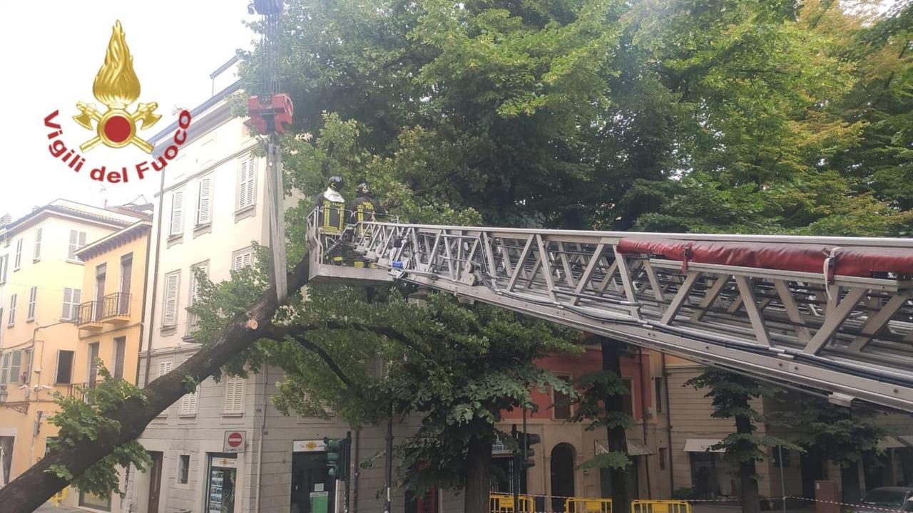 Tragedia sfiorata in corso Garibaldi, un grosso albero crolla su un palazzo