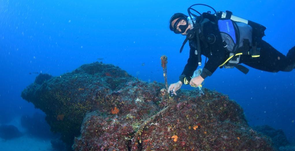 Tre diving dell’isola entrano nella rete che misura la “febbre” al mar Tirreno