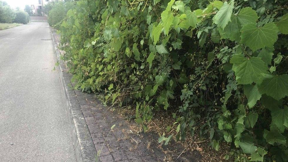 Erba alta e incuria per le strade di Canali «Siamo abbandonati»