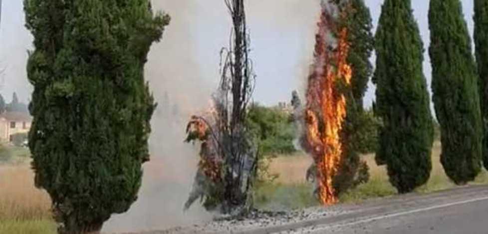 A fuoco due cipressi di viale Marraccini Non si esclude il dolo