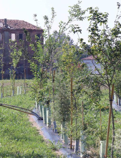 Piano straordinario di irrigazione alberi contro la siccità