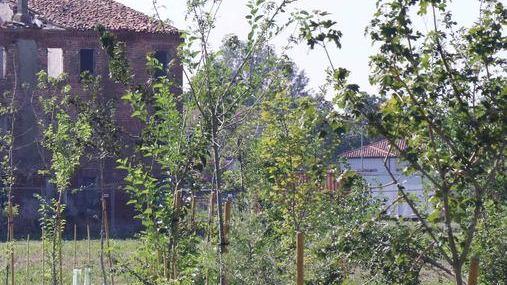 Piano straordinario di irrigazione alberi contro la siccità