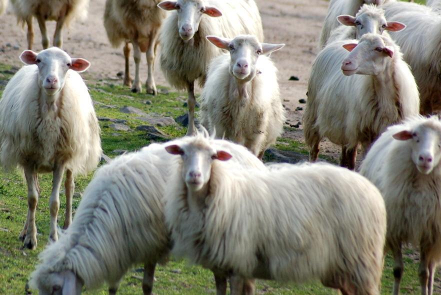 Riciclaggio di pecore, due a giudizio 