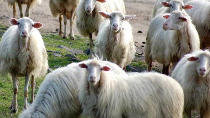 Riciclaggio di pecore, due a giudizio 