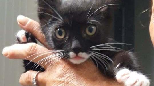 Gattini in cerca di una famiglia «Già recuperati una sessantina»