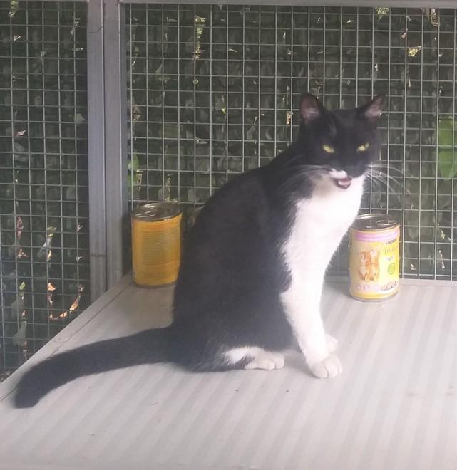 Una gatta bianca e nera trovata dalla municipale: «Si cerca il proprietario» 