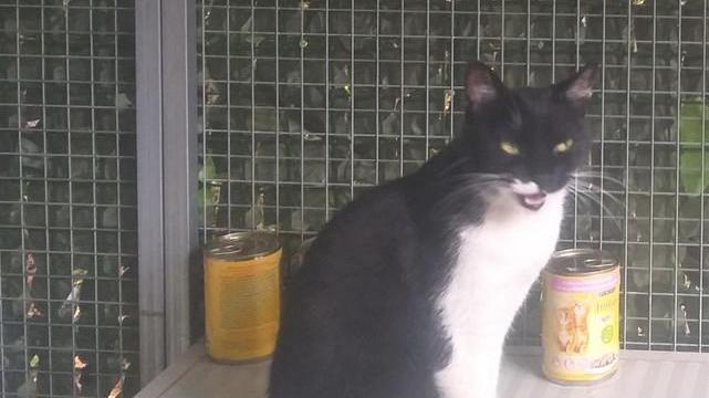 Una gatta bianca e nera trovata dalla municipale: «Si cerca il proprietario»