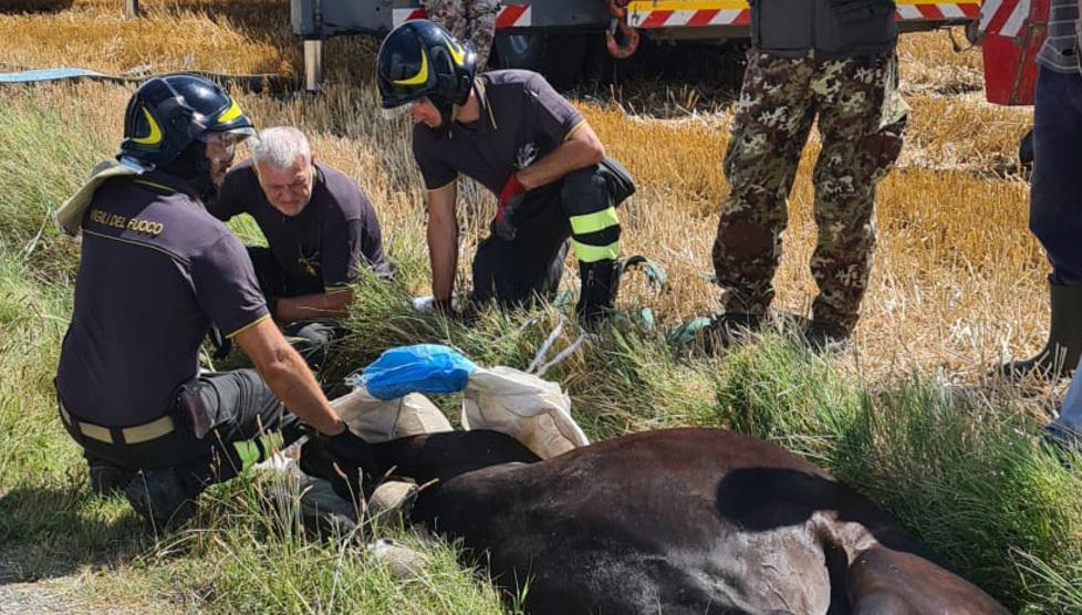 Cavalla incinta nel fosso: i vigili del fuoco la salvano 