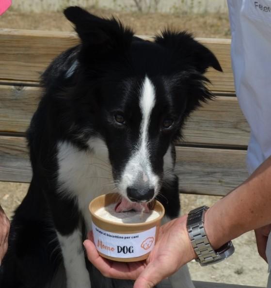 Gelato per cani con biscotto, lo produce “Fuori binario” 