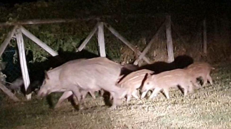 Cinghiali affamati nelle strade Ancora segnalazioni e incidenti 