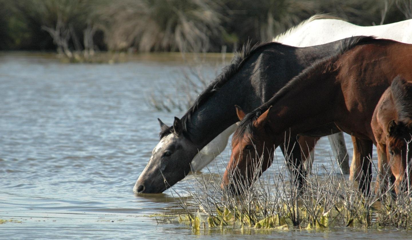 Un piano del Parco per gli animali 