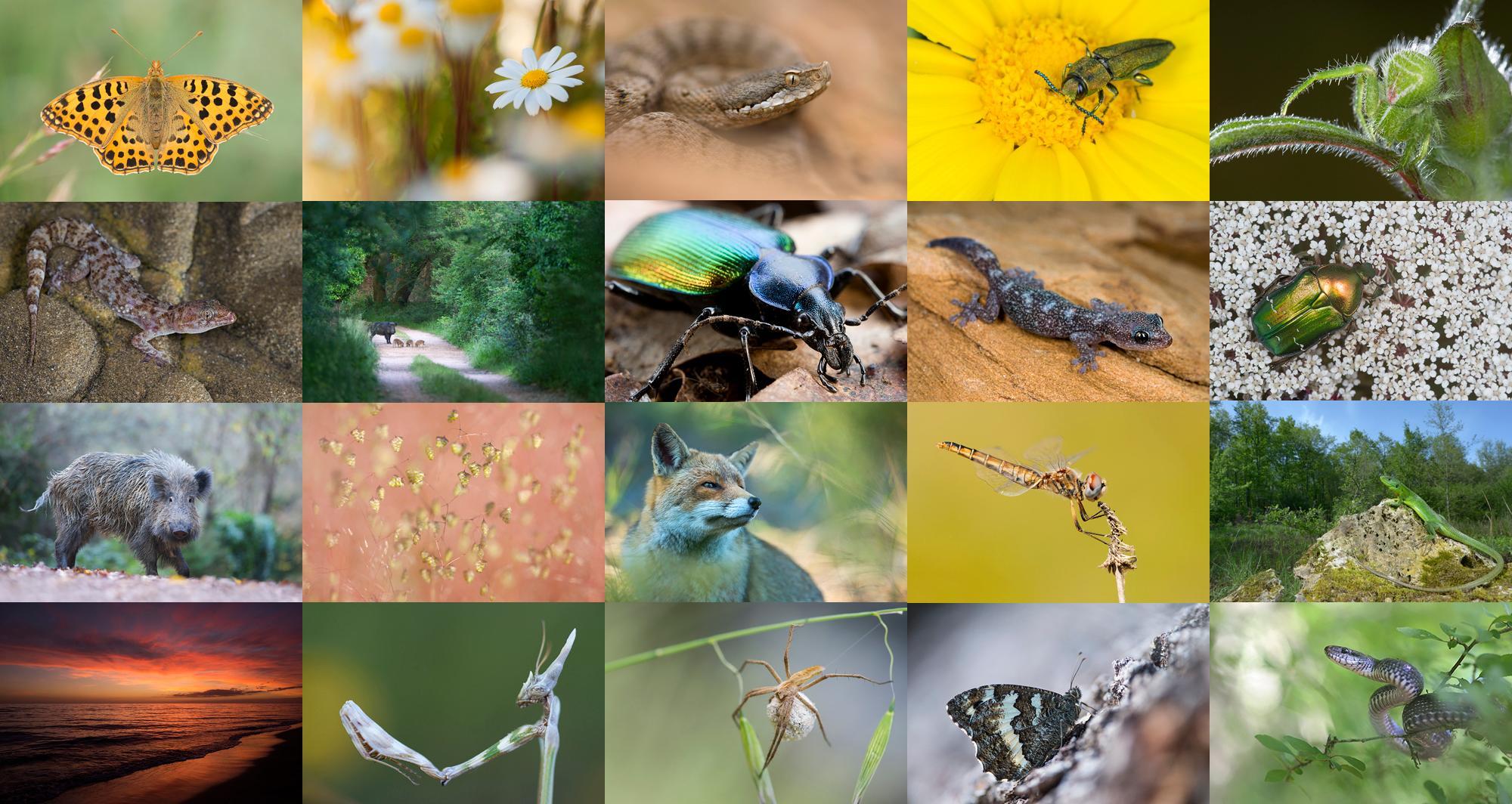 Le notti della natura, quattro incontri per riaprire gli occhi