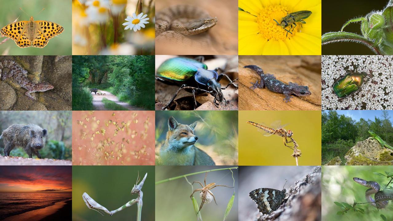 Le notti della natura, quattro incontri per riaprire gli occhi