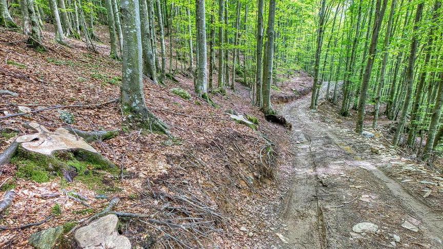 Decimati i faggi sulle Apuane in un’area protetta