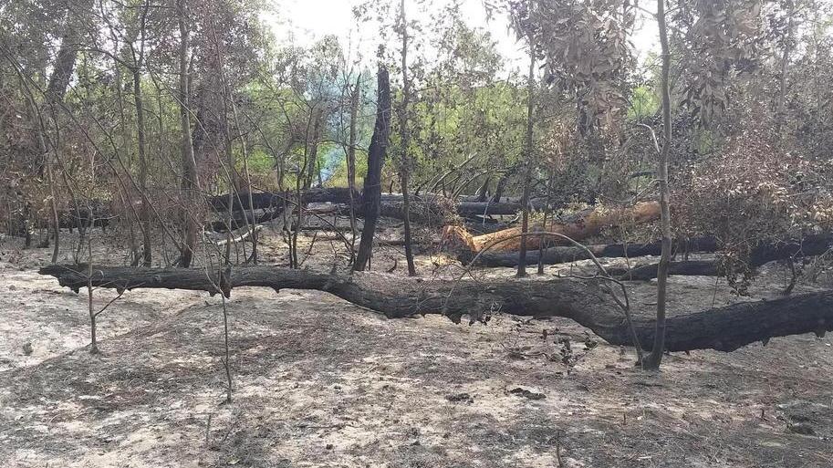 Nel rogo di lunedì distrutti oltre 7000 mq di pineta