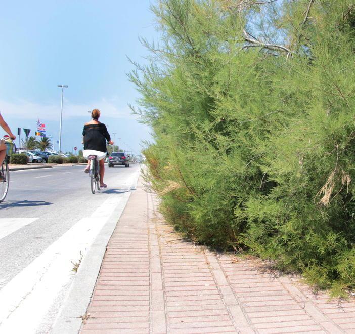 Appalti per oltre 90mila euro destinati ad alberi e giardini