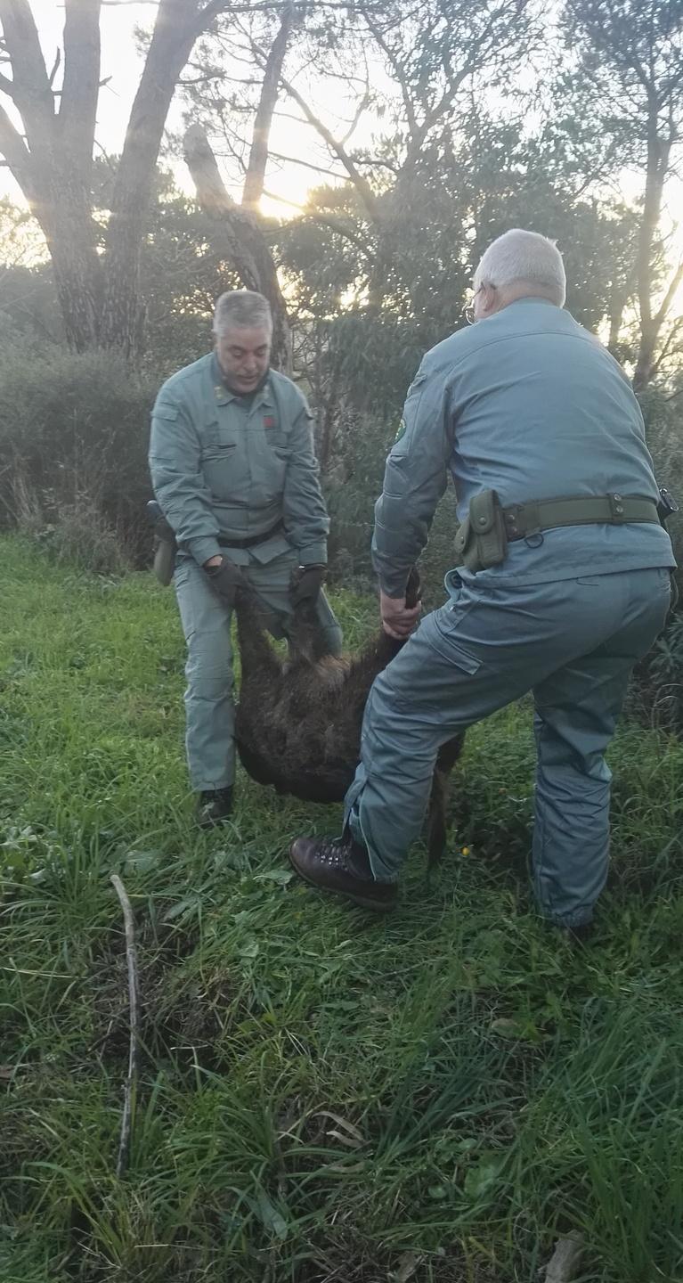 Emergenza cinghiali invasione al Monte, danni alle colture 