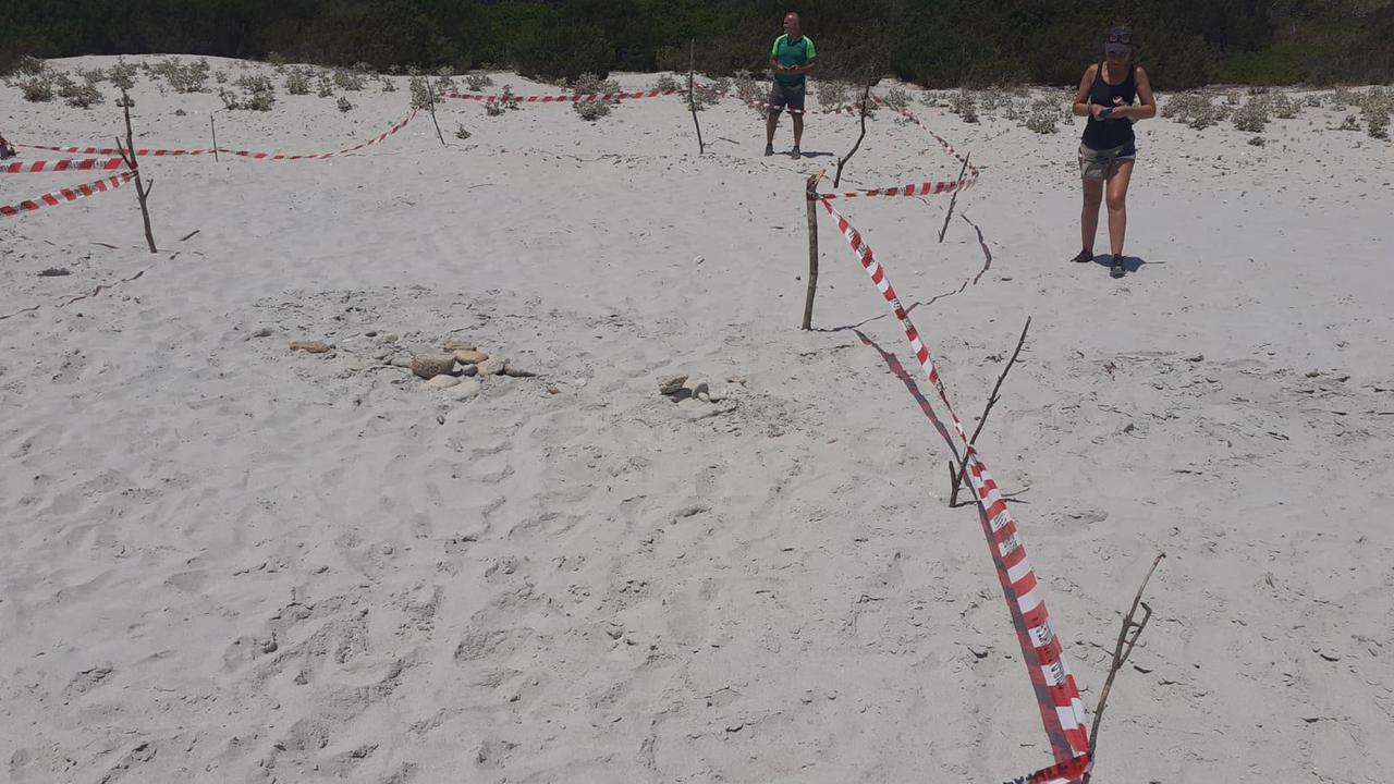Le tartarughe scelgono la spiaggia di Bidderosa