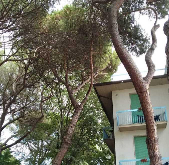 Il tetto dell’hotel Concordia assediato dai rami dei pini 