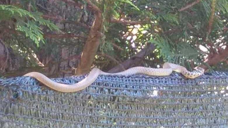 Serpenti, topi, escrementi nella “casa degli orrori” La rabbia dei residenti