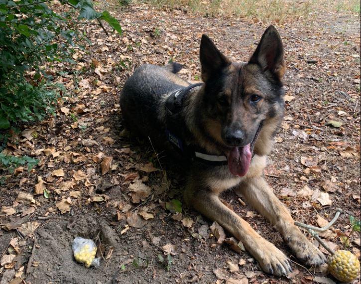 Hashish e cocaina, quattro ritrovamenti dei cani "fiutatori" 