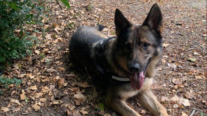 Hashish e cocaina, quattro ritrovamenti dei cani "fiutatori"