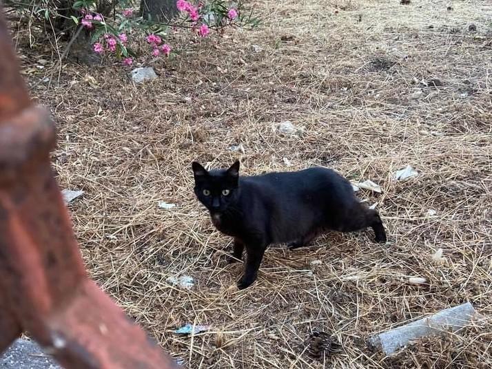 Mici “scaricati” nella colonia felina di Villa Pozzo 
