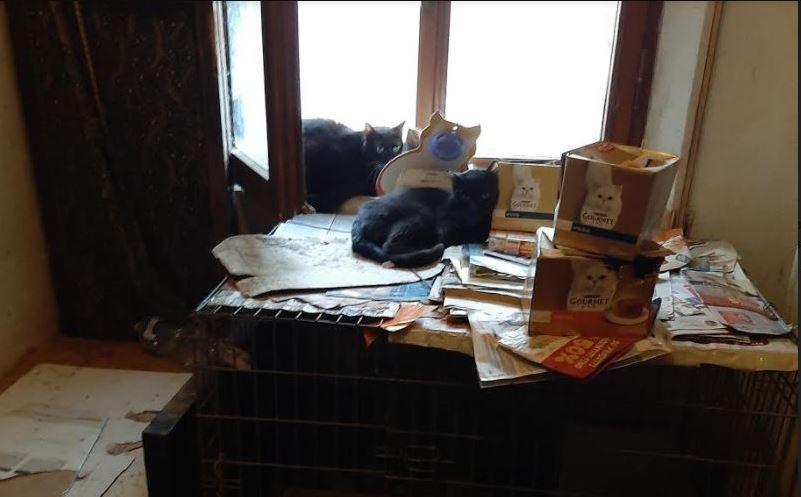Ferrara, gatti tenuti tra escrementi e rifiuti: soccorsi e portati al gattile