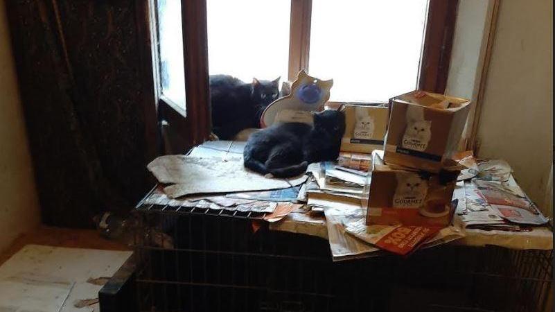 Ferrara, gatti tenuti tra escrementi e rifiuti: soccorsi e portati al gattile