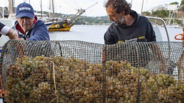 Lavoratori impegnati con l'uva "sottomarina" dell'isola d'Elba