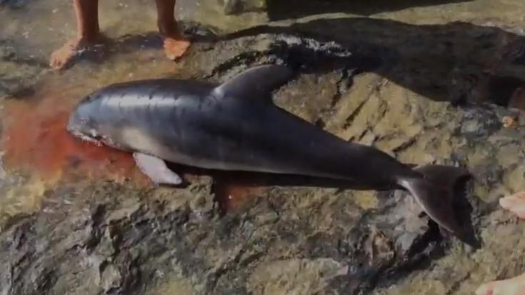 Il cucciolo di delfino morto