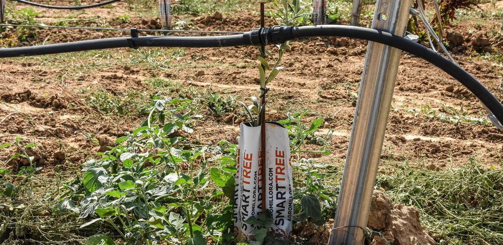 Coltura superintensiva di olivi «Preoccupati per l’ambiente» 