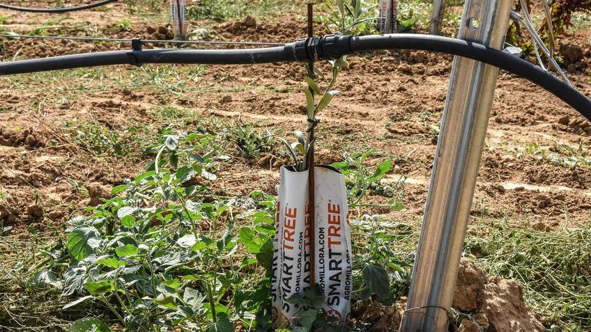 Coltura superintensiva di olivi «Preoccupati per l’ambiente»