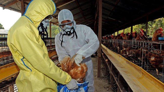 India: primo caso di decesso per influenza aviaria