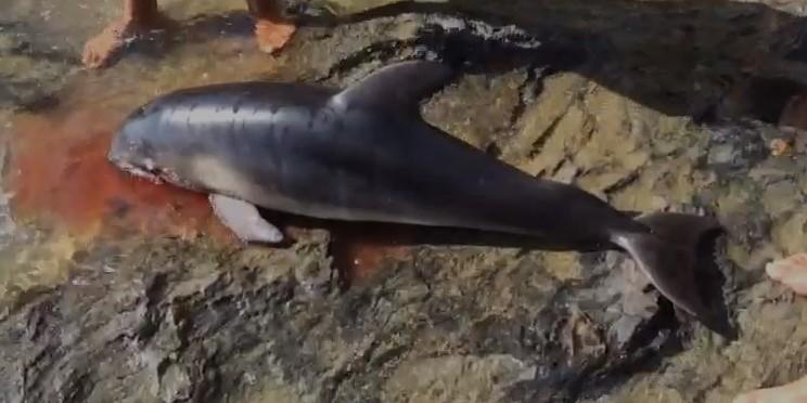 Trovato morto un delfino