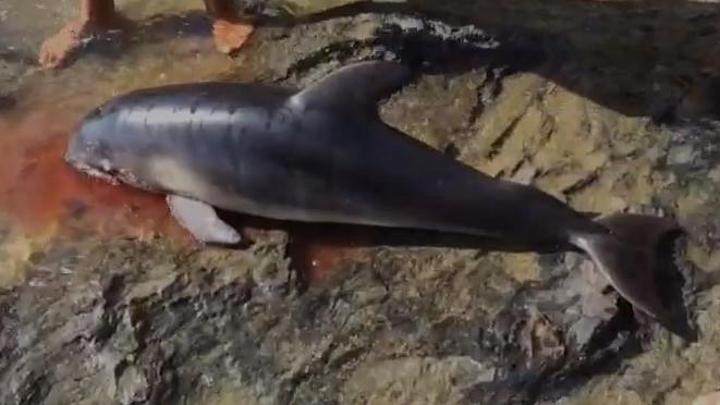 Trovato morto un delfino