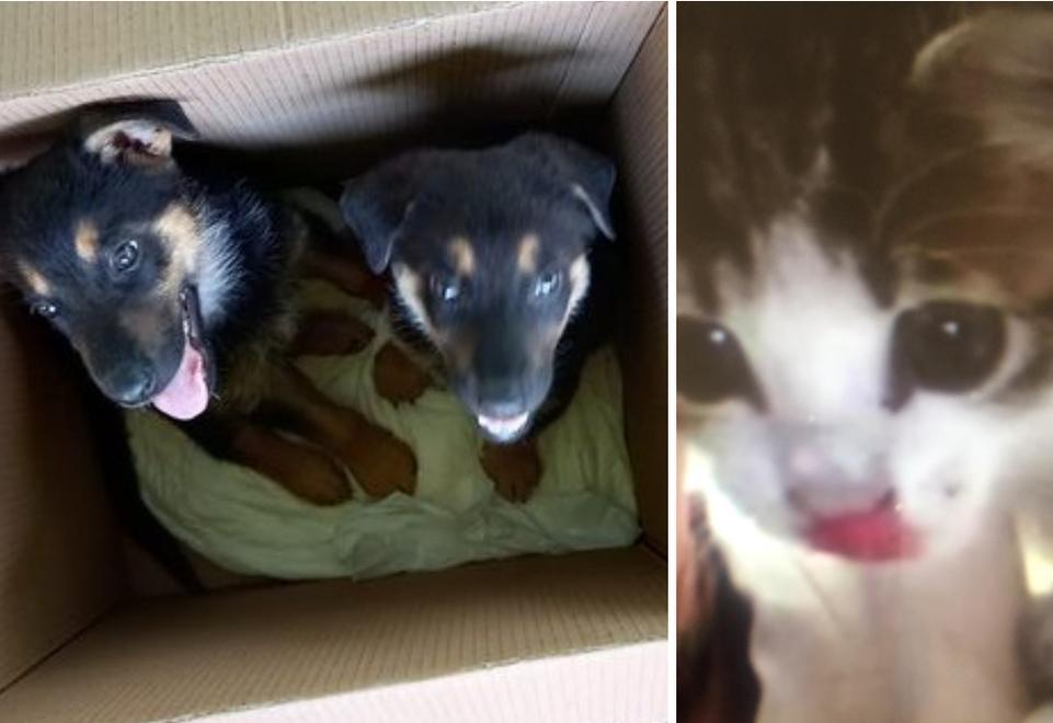 Inciviltà e violenze sugli animali, salvati gattino e due cani 