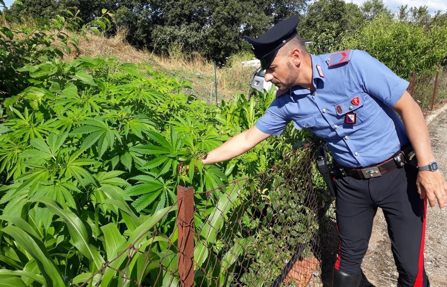Coltivatore di canapa nei guai per 94 kg 