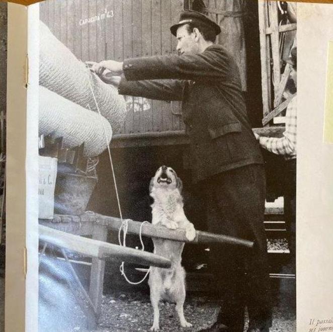 La leggenda di Lampo, cane viaggiatore: 60 anni fa l’addio alla star a quattro zampe 