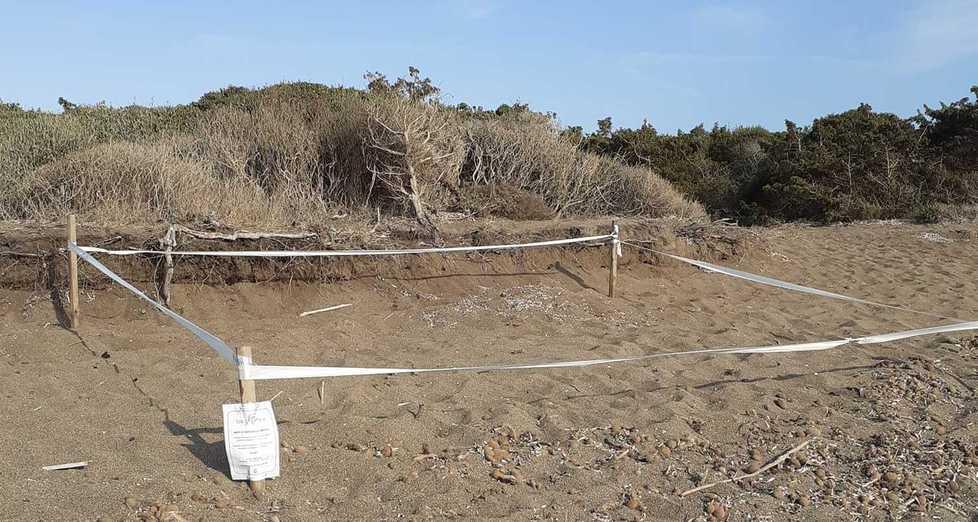 Spiaggia di Rimigliano C’è il nido di tartaruga con le uova trasferite da Castiglioncello 