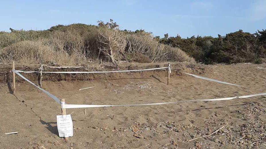 Spiaggia di Rimigliano C’è il nido di tartaruga con le uova trasferite da Castiglioncello