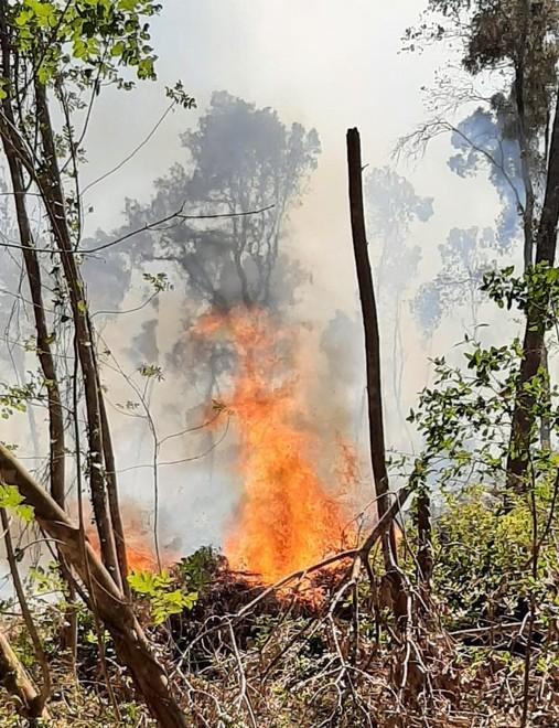 Fiamme nel bosco a ridosso delle case In fumo 15 ettari 