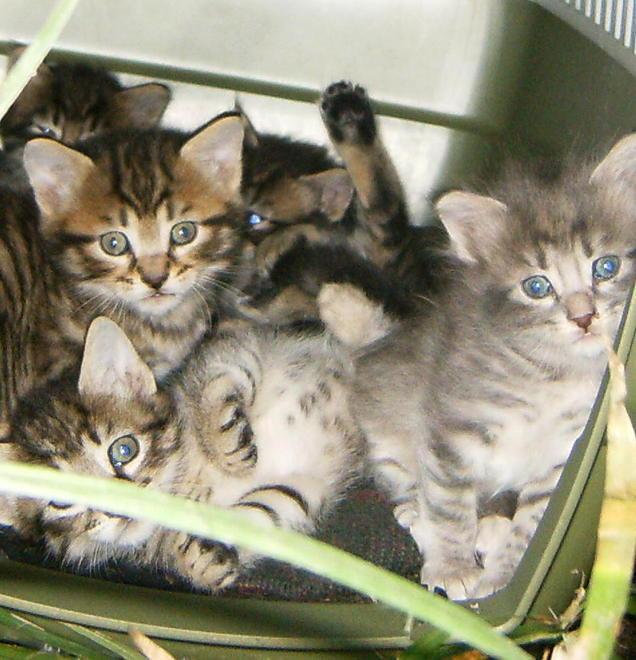 L’appello per le colonie feline «Ai miei gatti serve una firma»