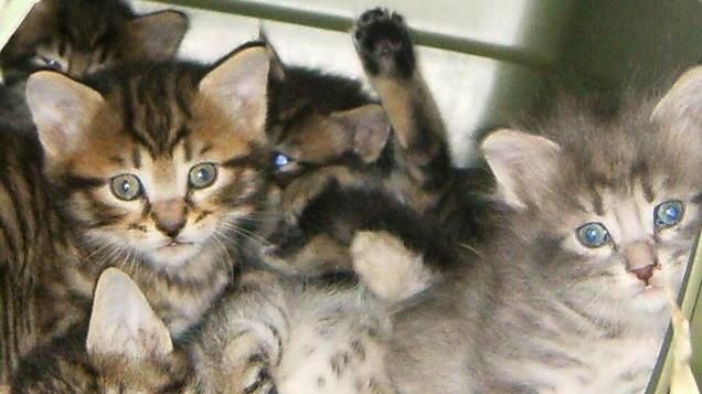 L’appello per le colonie feline «Ai miei gatti serve una firma»