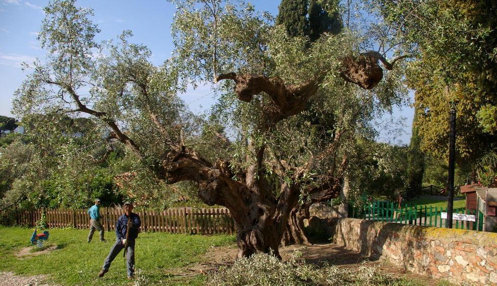 Olivone di Bolgheri festa e targa ricordo per i trecento anni